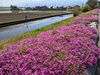 「【西条市 禎瑞】素敵な芝桜が今年も咲いています♪」