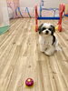 ベル鳴らし練習中〜　なんだかベル遠くないですか　笑「ましゅまろ幼稚園　^ - ^」