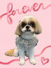 「Dog salon mofu mofu　余市町」