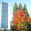 ➋紅葉（大通公園西１北側）「少し早いか？　紅葉速報！」