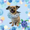 「Dog salon mofu mofu　余市町」