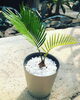 「観葉植物、入荷しました!【福島市　観葉植物専門店】」