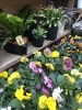 冬の鉢物 入荷してます 本八幡のお花屋さん フラワーギフトが人気 芽ぶき屋 本八幡店のニュース まいぷれ 市川市
