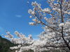 「桜が咲きました」