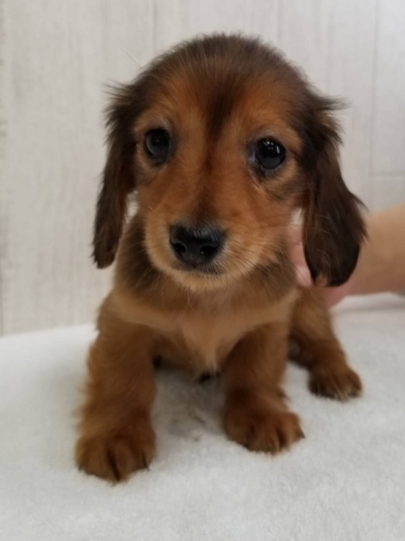 Wan S ニューフェイス増えてます ミニチュアダックスフンド ドッグショップ Wan Sのニュース まいぷれ 花巻 北上 一関 奥州