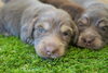 「ミニチュアダックス子犬情報」