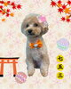 「Dog salon mofu mofu　余市町」