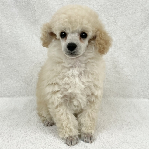 豊明 トイプードル ファミリーペット 豊明店のニュース まいぷれ 豊明 東郷 日進 長久手 豊明 トイプードル ファミリーペット 豊明店のニュース まいぷれ 豊明 東郷 日進 長久手