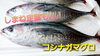 【定置もん】島根県産コシナガマグロ「○本日のお刺身○【定置もん！】島根県産アカヒラ、コシナガマグロ」