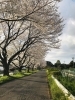 「🌸桜満開🌸　続編」