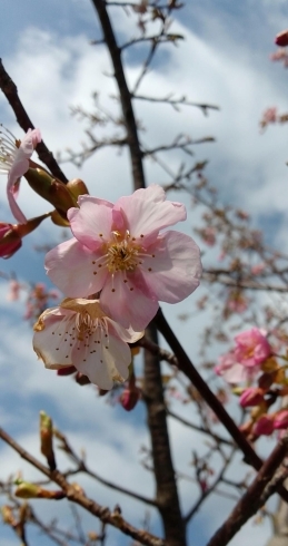 「☆前撮りシーズン☆今年の桜は☆」