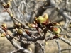 桜はまだつぼみ「快晴、城山に登って大山を眺めました😀」