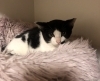 「猫に困ったらご相談を、サポートさせていただきます(活動地域は主に奈良県中南部、それ以外もご相談下さい」