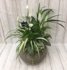 夏の寄せ植え（観葉植物）「♬夏の寄せ植え♬」