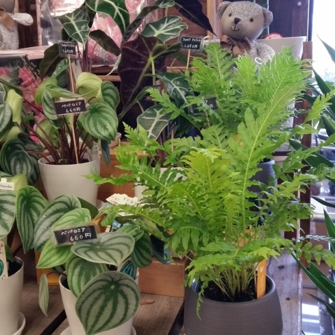 「【はなやホック皆生店】アジサイ、観葉植物入荷しました」