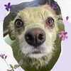 「Dog salon mofu mofu　余市町」