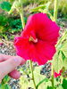 ハイビスカスみたい「最近見かける花」