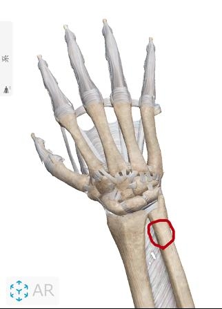 ぎっくり腰 ぎっくり腰に効くツボはこちら 腰痛 坐骨神経痛 整体 那須塩原 大田原 整体院山本のニュース きらきらホットなすしおばら 那須塩原市 ぎっくり腰 ぎっくり腰に効くツボはこちら 腰痛 坐骨神経痛 整体 那須塩原 大田原 整体院山本のニュース きらきらホットなすしおばら 那須塩原市