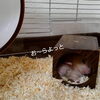 【爆笑】方向転換！おもしろ可愛いハムスターcute funny hamster　＃11