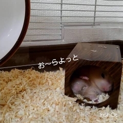 【爆笑】方向転換！おもしろ可愛いハムスターcute funny hamster　＃11