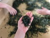 茶葉から淹れてみよう「【終了】６月親子レッスン/どら焼きと日本茶でおやつの会/食育/和菓子/親子クッキング/子ども/キッズ/料理/子どもの食事/つくば子育て/つくば市/つくばママ/」
