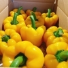 「不定期入荷ではありますが… 岩手県産「パプリカ」の入荷も始まっていまーす♪」