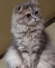 サイベリアン⭐︎ママ猫ちゃん「ちちんぷいぶい王国⛰️」