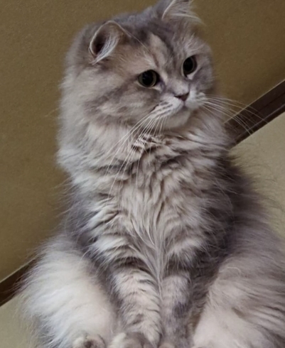 サイベリアン⭐︎ママ猫ちゃん「ちちんぷいぶい王国⛰️」