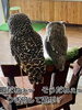 どなたか遊んでやって下さい(//∇//)「もう7月暑いけどバリバリ元気！」