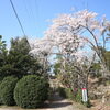 ■桜特集■東郷町　富士浅間神社