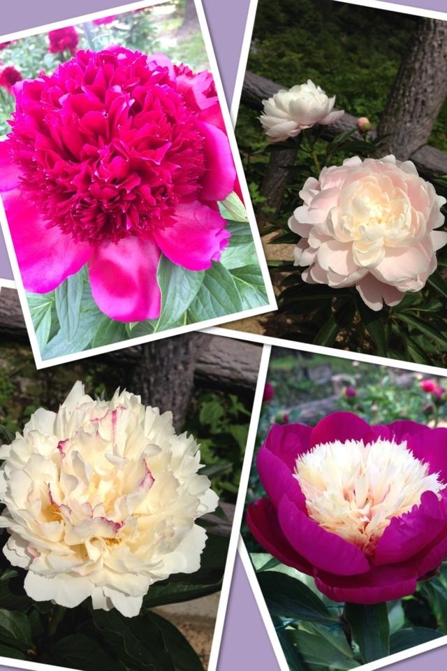 Gwイベント特集 ゴールデンウィークも 遊ぼう 出かけよう 楽しもう 新居浜 西条 まとめのまとめ まいぷれ 新居浜市 Gwイベント特集 ゴールデンウィークも 遊ぼう 出かけよう 楽しもう 新居浜 西条 まとめのまとめ まいぷれ 新居浜市