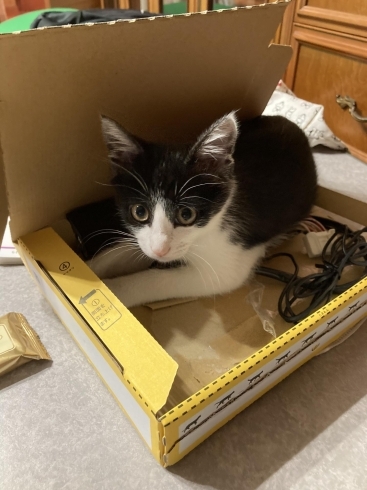 猫ってほんとに箱が好きなのね…「うちの子にニャりました！」