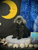 クッキーちゃん「お月さまとわんこ🌛」