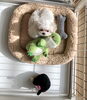 まるこ日向ぼっこ中〜「ぱぱ＆まま募集　♡」