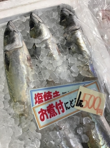 「魚魚市場鮮魚コーナーおすすめは「沖アラカブ」です♪」