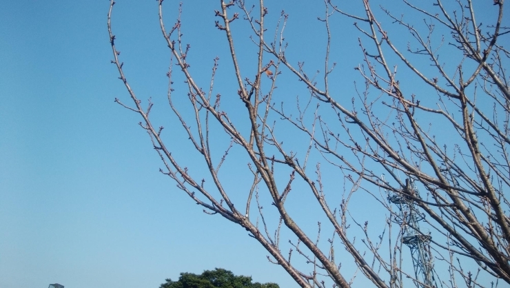 八重桜「春のお彼岸ですね」