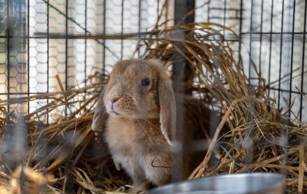 【旭川エリア】乗馬や小動物との触れ合いならココ！