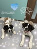 「可愛い子ちゃん♡ Dog salon mofu mofu 余市町」