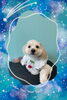 「Dog salon mofu mofu　余市町」