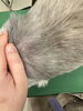 アフター「犬のベタつき、シャンプーしても取れない？｜クレンジングオイルで毛穴からスッキリ【新潟市】」