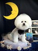 福くん「お月さまとわんこ🌛」