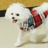 ラテちゃん「今日のお友達」