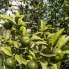 新鮮な野菜
