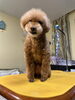 ノア君もふわふわプードル🐩出来上がり🌸🌸「こんなスタイル😊どう？」