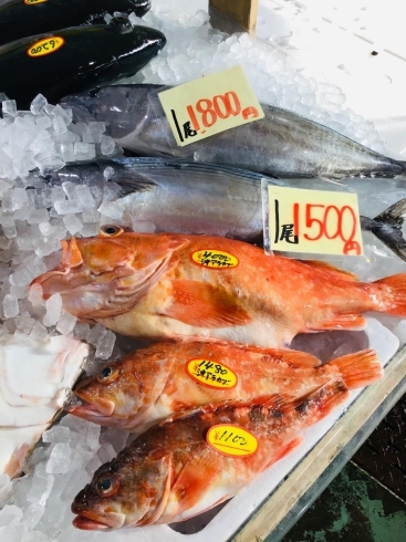 「西海物産館魚魚市場鮮魚コーナーおすすめ商品は「特売！伊勢海老」です♪」
