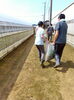 除草「就労継続支援B型事業所とまと【送迎あり！作業風景】」