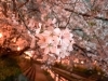 2022年満開の夜桜散歩♪ 地元のお花見スポットで桜を見上げて