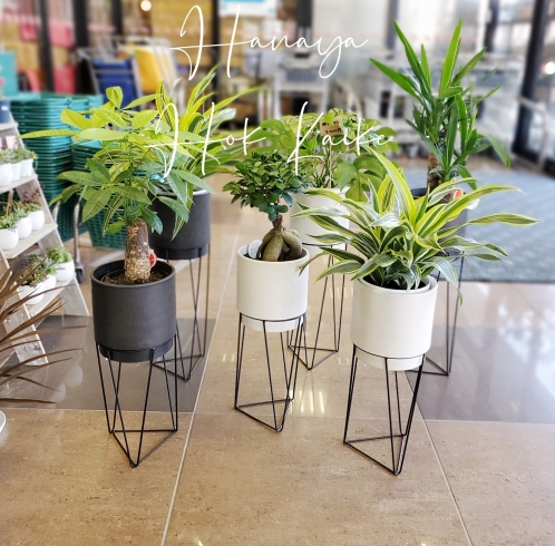 大人気観葉植物「【はなやホック皆生店】大人気につき再、再、再入荷しました！！」