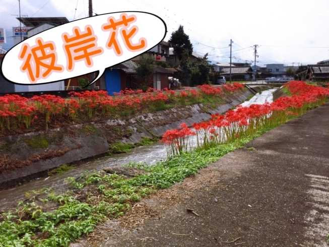 川沿い「満開　彼岸花」