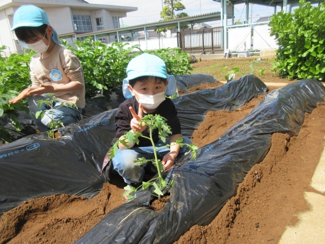 野菜の苗植え「菖蒲のお風呂で元気パワー！！」